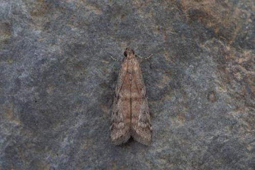 Réf. 206 699 : Ephestia sp.